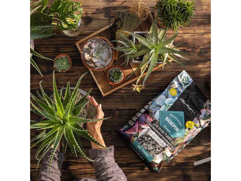 Image showcasing LECHUZA Basicpon Substrate-Sensitive Plants & Cuttings