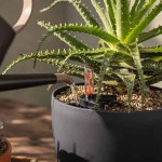 LECHUZA Basicpon Substrate for Sensitive Plants & Cuttings - Mineral Plant Substrates LECHUZA Basicpon Substrate-Sensitive Plants & Cuttings