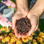 LECHUZA Terrapon Organic Substrate - Special Substrates for Potted & Garden Plants LECHUZA Terrapon Organic Substrate