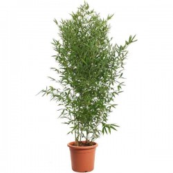 Fish Pole Bamboo (Phyllostachys aurea-syn. Bambusa aurea) Plant - Foliage & Hedge Plants
