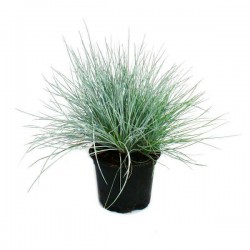Blue Fescue (Festuca glauca) Plant Blue Fescue (Festuca glauca) Plant | Grasses