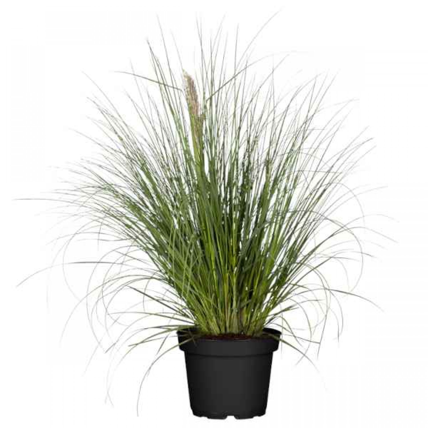 Pink Pampas Grass (Cortaderia selloana 'Rosea'-syn. Gynerium selloana 'Rosea') Plant - Grass-like Plants