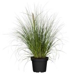 Pink Pampas Grass (Cortaderia selloana 'Rosea'-syn. Gynerium selloana 'Rosea') Plant - Grass-like Plants