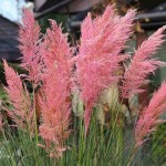 Pink Pampas Grass (Cortaderia selloana 'Rosea'-syn. Gynerium selloana 'Rosea') Plant - Grass-like Plants