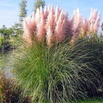 Pink Pampas Grass (Cortaderia selloana 'Rosea'-syn. Gynerium selloana 'Rosea') Plant - Grass-like Plants