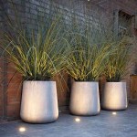 Pink Pampas Grass (Cortaderia selloana 'Rosea'-syn. Gynerium selloana 'Rosea') Plant - Grass-like Plants