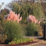 Pink Pampas Grass (Cortaderia selloana 'Rosea'-syn. Gynerium selloana 'Rosea') Plant - Grass-like Plants