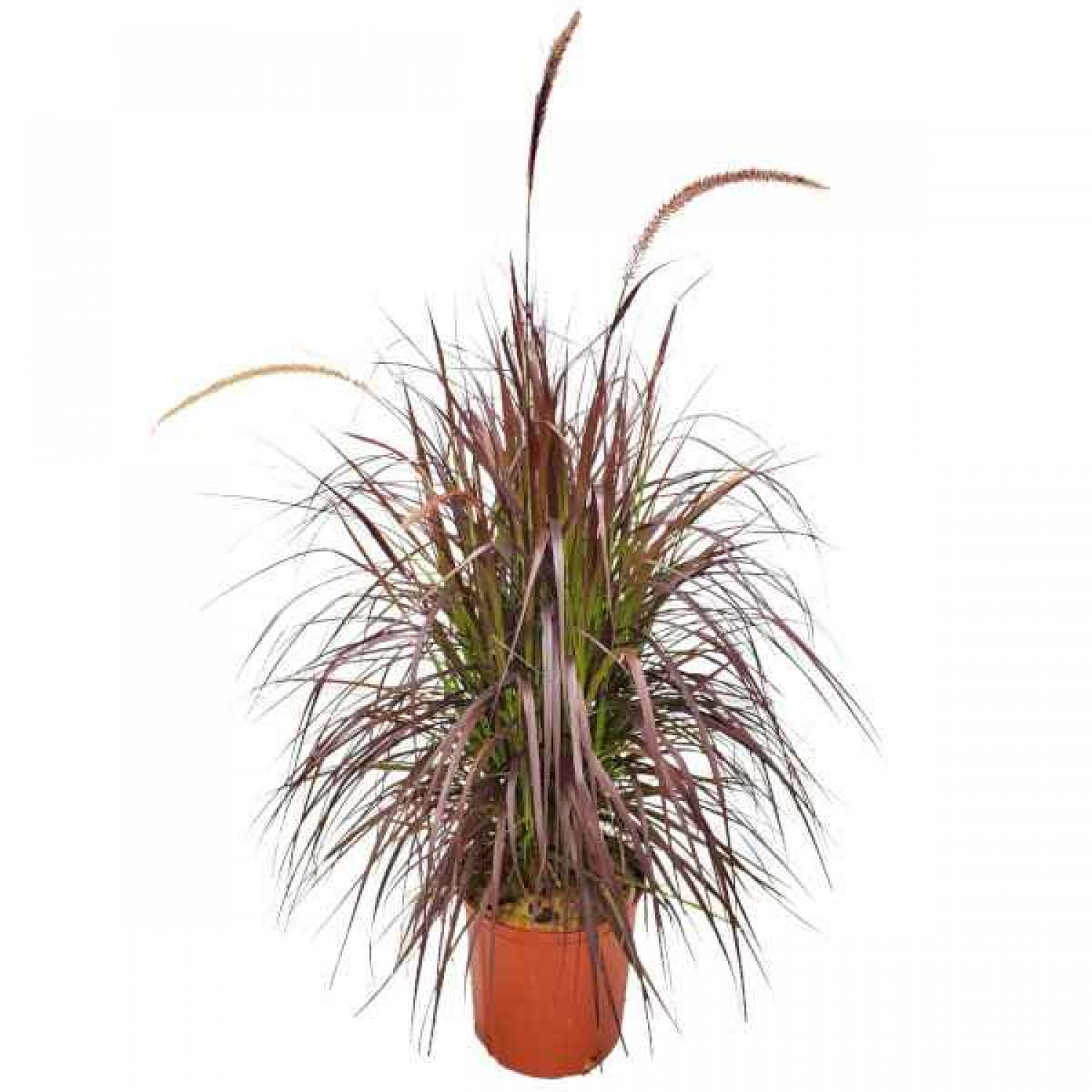Purple Fountain Grass (Pennisetum setaceum 'Rubrum'-syn. Cenchrus setaceum 'Rubrum') Plant - Grass-like Plants