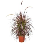 Purple Fountain Grass (Pennisetum setaceum 'Rubrum'-syn. Cenchrus setaceum 'Rubrum') Plant - Grass-like Plants