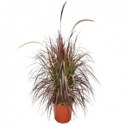 Πενισέτο Κόκκινο ή Πεννισέτουμ (Pennisetum setaceum 'Rubrum'-συν. Cenchrus setaceum 'Rubrum') Φυτό