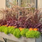 Purple Fountain Grass (Pennisetum setaceum 'Rubrum'-syn. Cenchrus setaceum 'Rubrum') Plant - Grass-like Plants