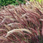 Purple Fountain Grass (Pennisetum setaceum 'Rubrum'-syn. Cenchrus setaceum 'Rubrum') Plant - Grass-like Plants