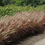 Purple Fountain Grass (Pennisetum setaceum 'Rubrum'-syn. Cenchrus setaceum 'Rubrum') Plant - Grass-like Plants
