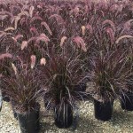 Purple Fountain Grass (Pennisetum setaceum 'Rubrum'-syn. Cenchrus setaceum 'Rubrum') Plant - Grass-like Plants