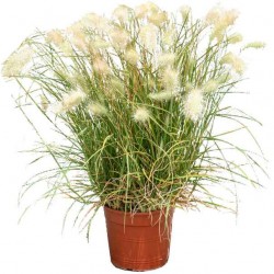 Πενισέτο Λευκό (Pennisetum villosum-συν. Cenchrus longisetus) Φυτό - Αγρωστώδης Πόες-Πενισέτα