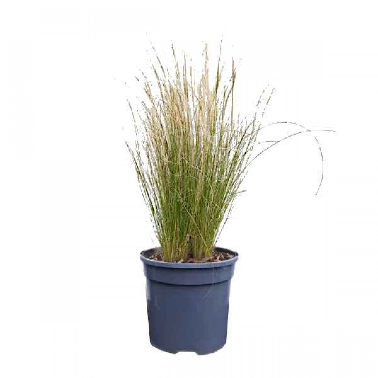 Mexican Feathergrass (Stipa tenuissima) Plant