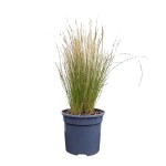Mexican Feathergrass (Stipa tenuissima) Plant