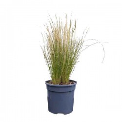 Mexican Feathergrass (Stipa tenuissima) Plant