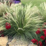 Mexican Feathergrass (Stipa tenuissima) Plant