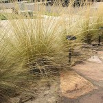 Mexican Feathergrass (Stipa tenuissima) Plant