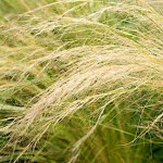 Mexican Feathergrass (Stipa tenuissima) Plant