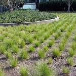 Mexican Feathergrass (Stipa tenuissima) Plant