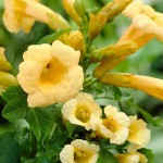 Yellow Trumpet Vine (Campsis radicans 'Flava'-syn. Bignonia radicans 'Flava') Vine Plant - Climber Flowering Plants