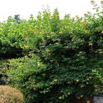Yellow Trumpet Vine (Campsis radicans 'Flava'-syn. Bignonia radicans 'Flava') Vine Plant - Climber Flowering Plants