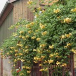 Yellow Trumpet Vine (Campsis radicans 'Flava'-syn. Bignonia radicans 'Flava') Vine Plant - Climber Flowering Plants