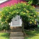 Yellow Trumpet Vine (Campsis radicans 'Flava'-syn. Bignonia radicans 'Flava') Vine Plant - Climber Flowering Plants