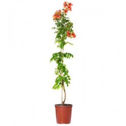 Chinese Trumpet Vine (Campsis grandiflora) Vine Plant Chinese Trumpet Vine (Campsis grandiflora-syn. Bignonia grandiflora) Vine Plant - Climber Flowering Plants