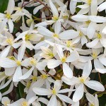 Armand Clematis (Clematis armandii) Vine Plant - Flowering Climber Plants