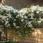 Armand Clematis (Clematis armandii) Vine Plant - Flowering Climber Plants