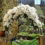 Armand Clematis (Clematis armandii) Vine Plant - Flowering Climber Plants