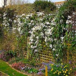 Armand Clematis (Clematis armandii) Vine Plant - Flowering Climber Plants