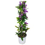 False Sarsaparilla (Hardenbergia violacea) Vine Plant - Flowering Climbing Plants