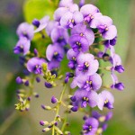 False Sarsaparilla (Hardenbergia violacea) Vine Plant - Flowering Climbing Plants
