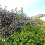 False Sarsaparilla (Hardenbergia violacea) Vine Plant - Flowering Climbing Plants