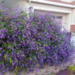 False Sarsaparilla (Hardenbergia violacea) Vine Plant - Flowering Climbing Plants