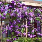 False Sarsaparilla (Hardenbergia violacea) Vine Plant - Flowering Climbing Plants