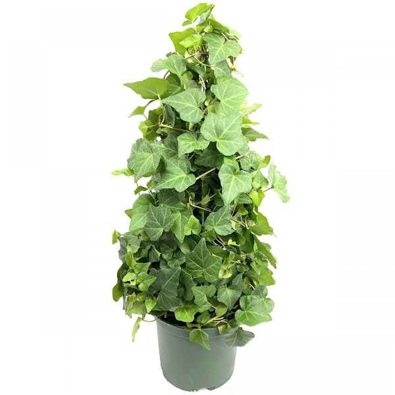 Κισσός (Hedera helix-Χέδερα η έλιξ) Αναρριχώμενο Φυτό - Αναρριχώμενα Φυτά