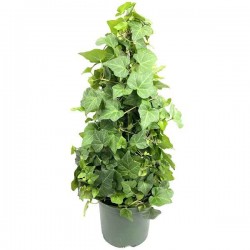 Common Ivy (Hedera helix) Climbing Plant Common Ivy (Hedera helix) Climbing Plant - Vine Plants