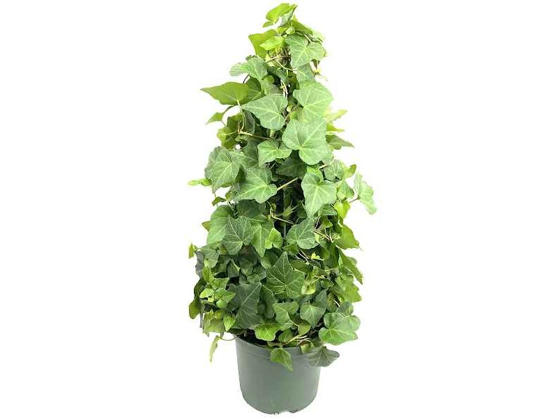 The Ivy