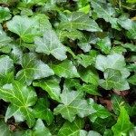 Κισσός (Hedera helix-Χέδερα η έλιξ) Αναρριχώμενο Φυτό - Αναρριχώμενα Φυτά