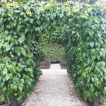 Κισσός (Hedera helix-Χέδερα η έλιξ) Αναρριχώμενο Φυτό - Αναρριχώμενα Φυτά