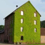 Κισσός (Hedera helix-Χέδερα η έλιξ) Αναρριχώμενο Φυτό - Αναρριχώμενα Φυτά