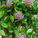 Κεράκι ή Χόγια (Hoya carnosa) Αναρριχώμενα Φυτά
