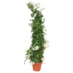 Γιασεμί Χιώτικο Αναρριχώμενο Φυτό (Jasminum grandiflorum)