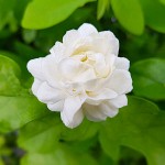 Αραβικό Γιασεμί ή Φούλι (Jasminum sambac) Φυτό