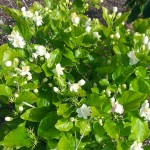 Αραβικό Γιασεμί ή Φούλι (Jasminum sambac) Φυτό